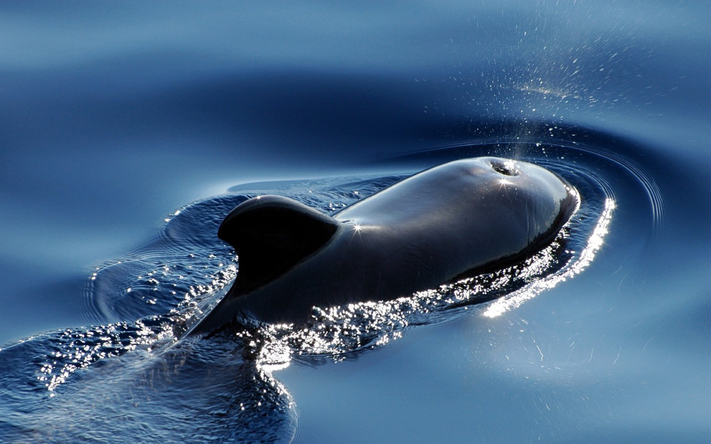 Whale and Dolphin Spotting Gran Canaria