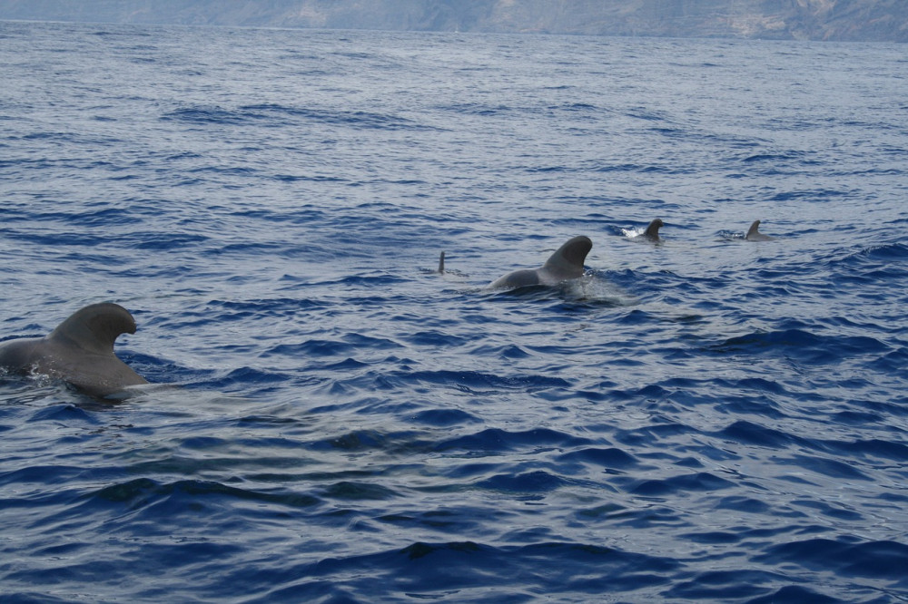 Things to do in Tenerife. Whale and Dolphin Watching at Sea