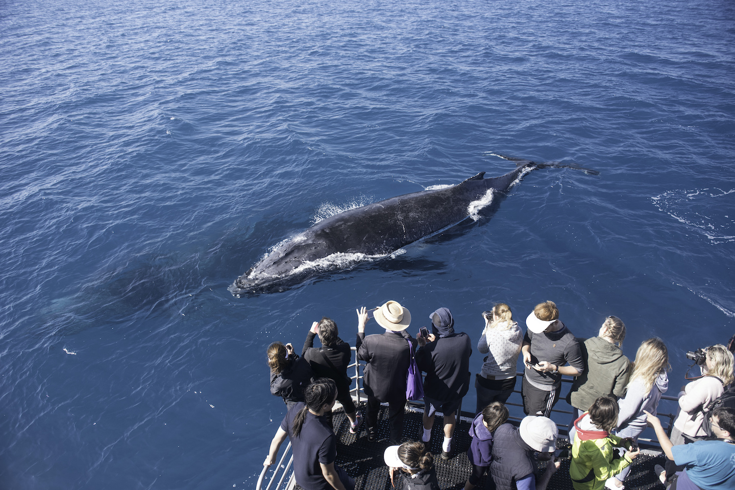 Whale Watching in Tenerife